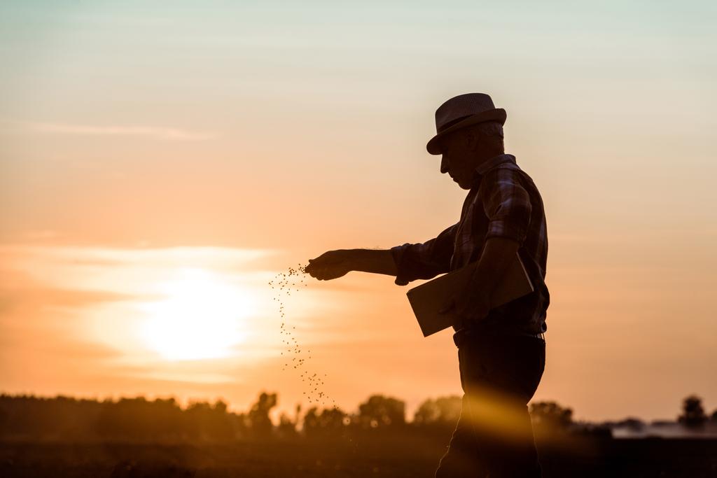Profiel van senior boer in stro hoed zaaien zaden tijdens zonsondergang  - Foto, afbeelding