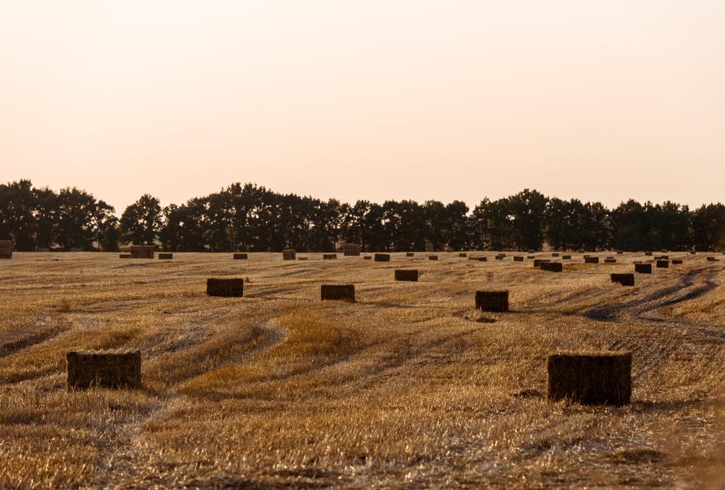 zelené stromy nedaleko pšenice s seno ve večerních hodinách  - Fotografie, Obrázek