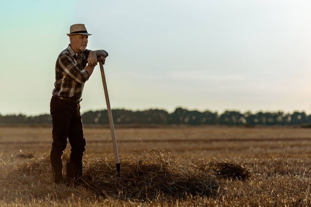 fešák samostatně výdělečně zaměstnaný v slaměném klobouku s hráběmi v pšeničném poli  - Fotografie, Obrázek