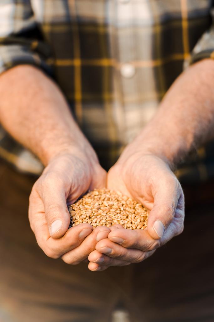 selective focus of senior farmer holding seeds in hands  - Photo, Image
