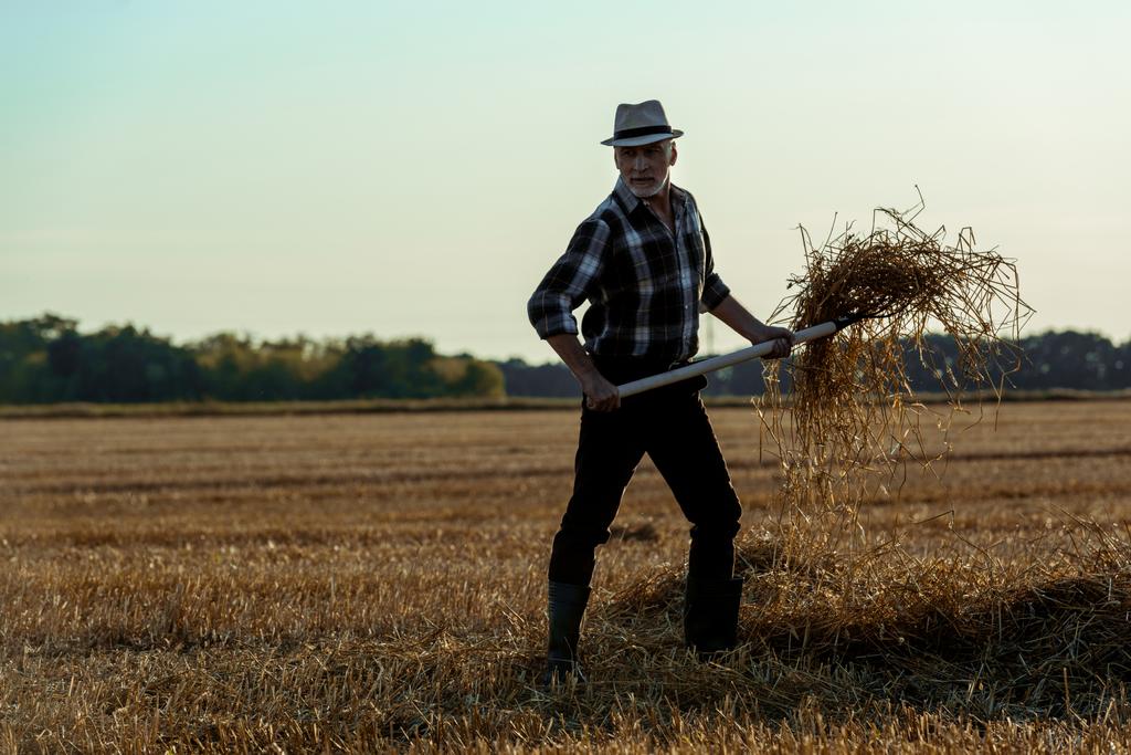 bel homme âgé en chapeau de paille tenant râteau avec du foin dans le champ de blé
  - Photo, image