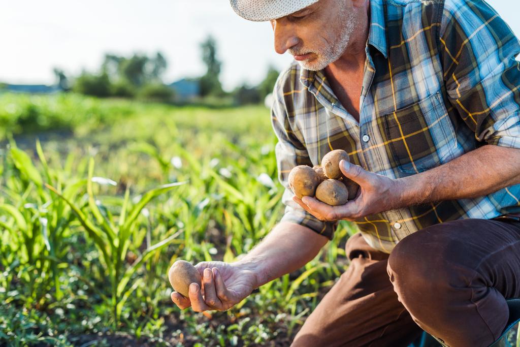 samostatně výdělečně zaměstnaný zemědělec v slaměném klobouku s bramborami v blízkosti kukuřičného pole  - Fotografie, Obrázek
