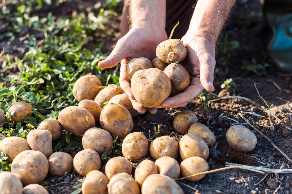 vue sur les cultures de pommes de terre d'exploitation d'agriculteurs indépendants âgés
  - Photo, image