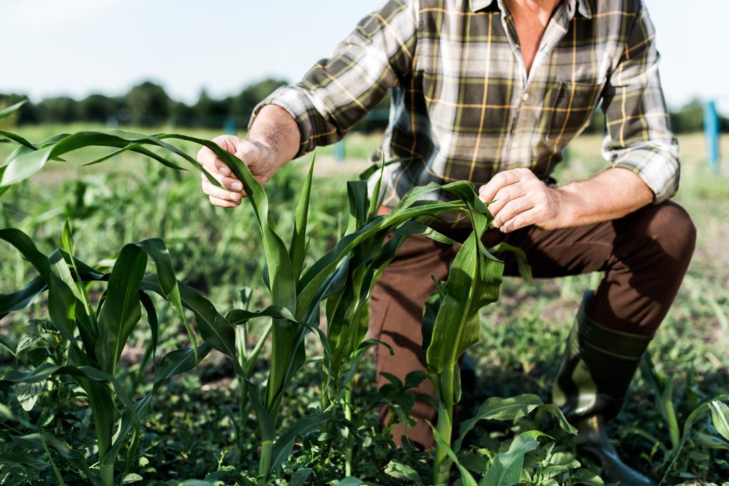 selective focus of self-employed farmer sitting near corn field  - Photo, Image