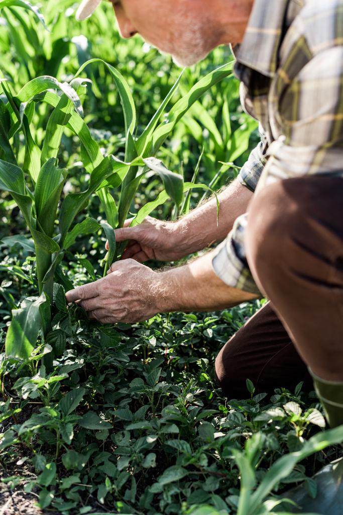 cropped view of self-employed farmer sitting near corn field  - Photo, Image