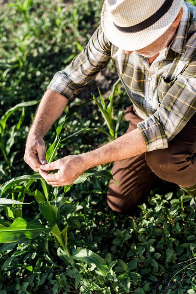 agriculteur indépendant en chapeau de paille assis près du champ de maïs vert
  - Photo, image