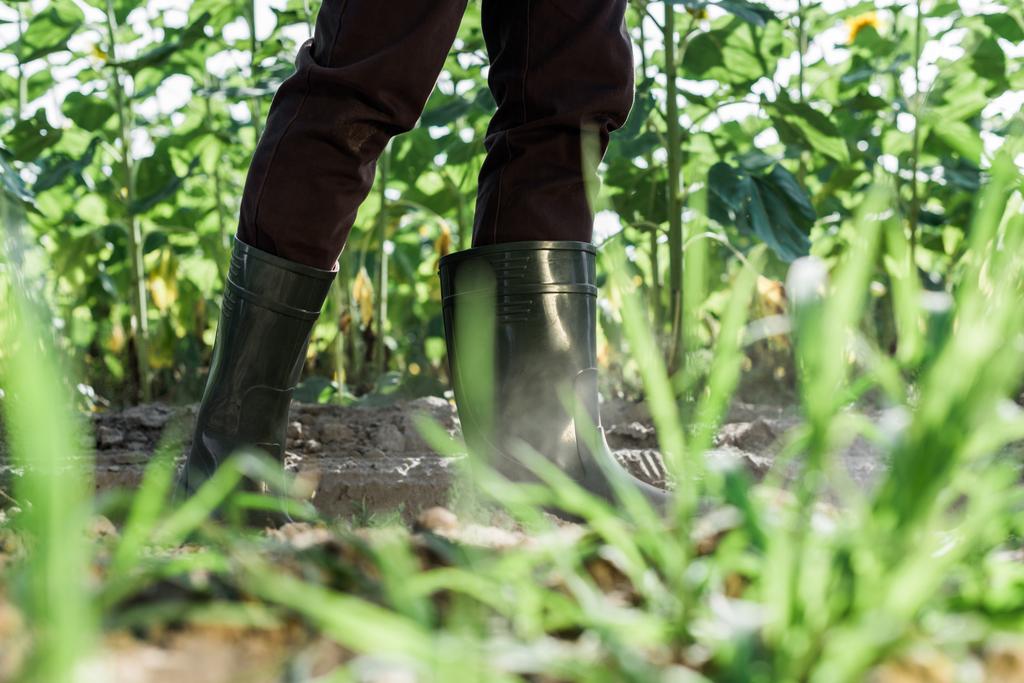 foco seletivo do agricultor em pé no solo perto de plantas verdes
  - Foto, Imagem