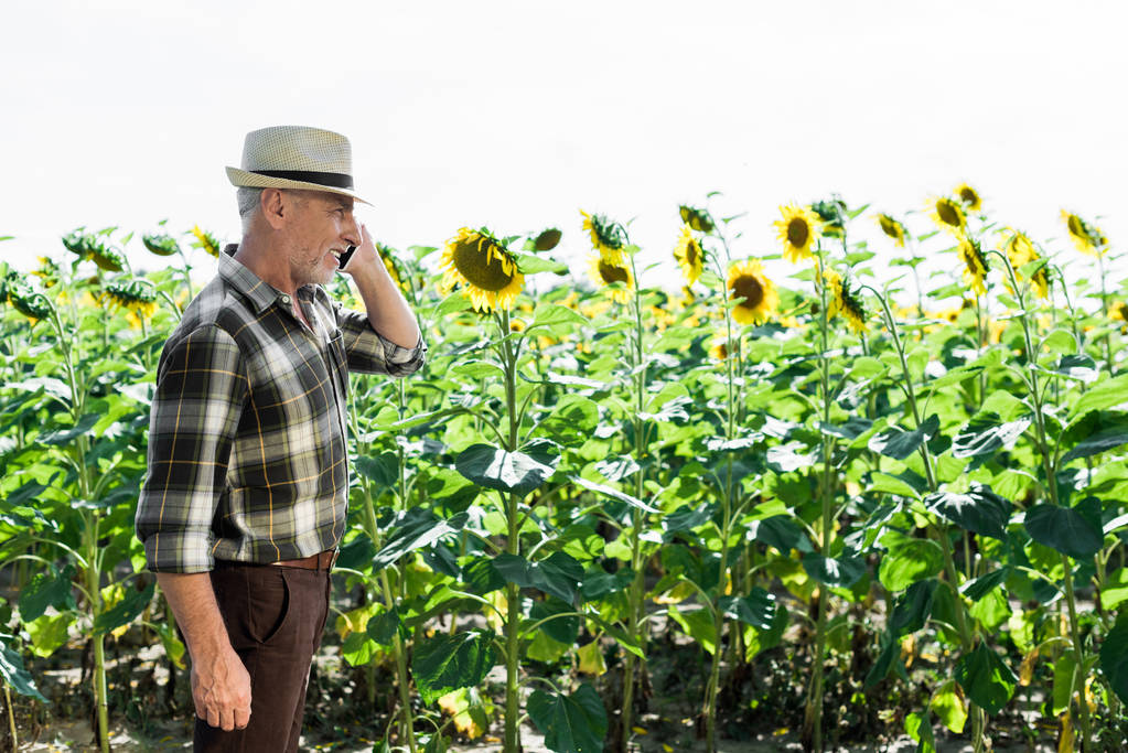 веселый самозанятый старший фермер разговаривает на смартфоне возле подсолнухов
  - Фото, изображение