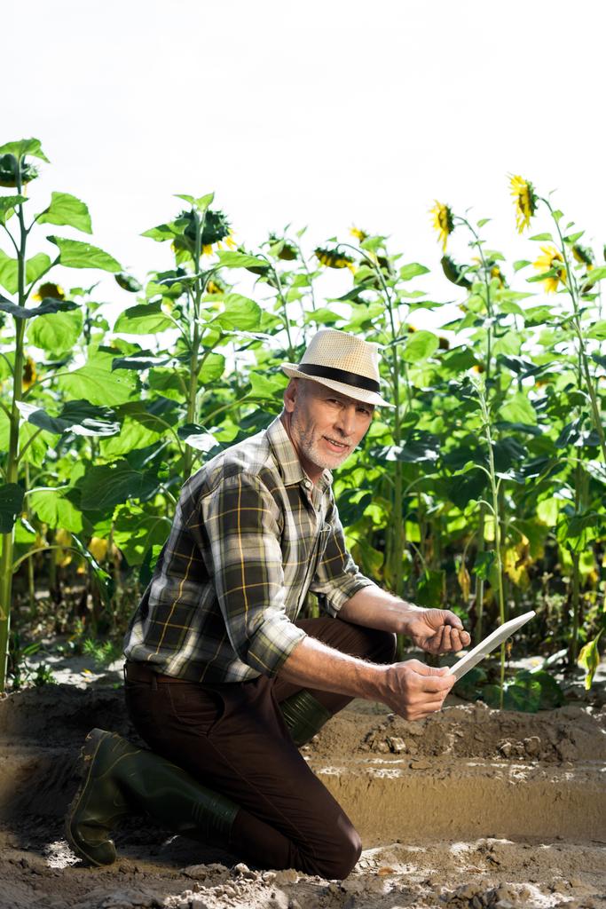 wesoły samozatrudniony rolnik wykorzystający tablet cyfrowy w pobliżu pola z słonecznikami  - Zdjęcie, obraz