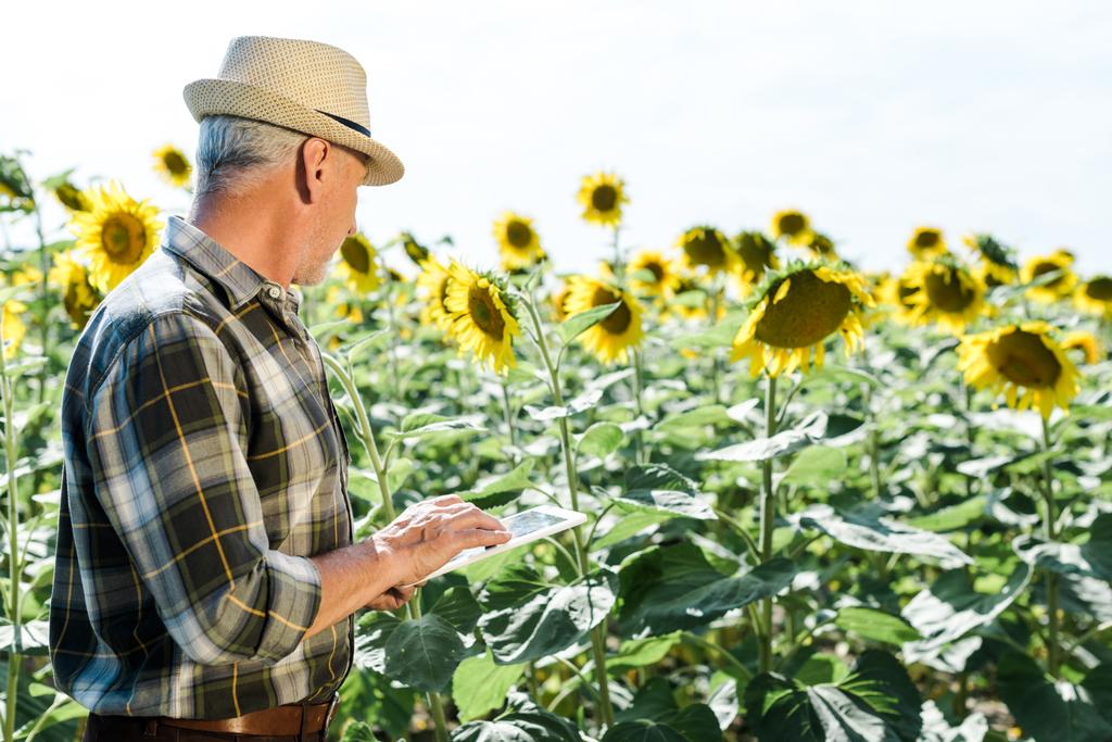 bärtiger Bauer mit digitalem Tablet in der Nähe von Feld mit Sonnenblumen  - Foto, Bild