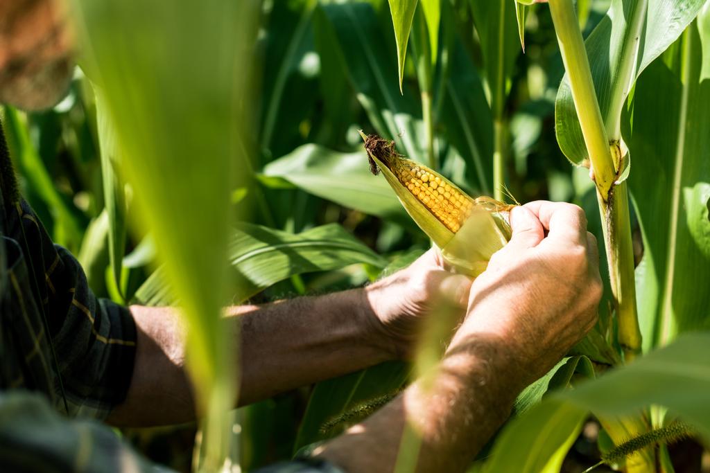 levágott a mezőgazdasági termelő megható kukorica közelében zöld levelek  - Fotó, kép