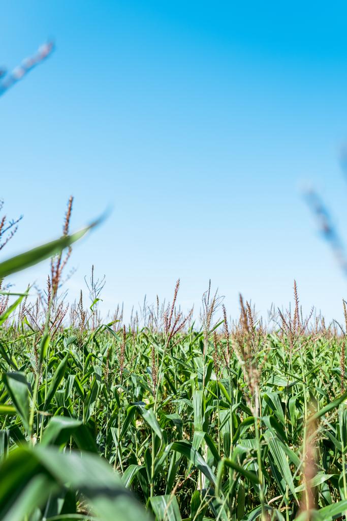selective focus of corn field with green fresh leaves against blue sky  - Photo, Image