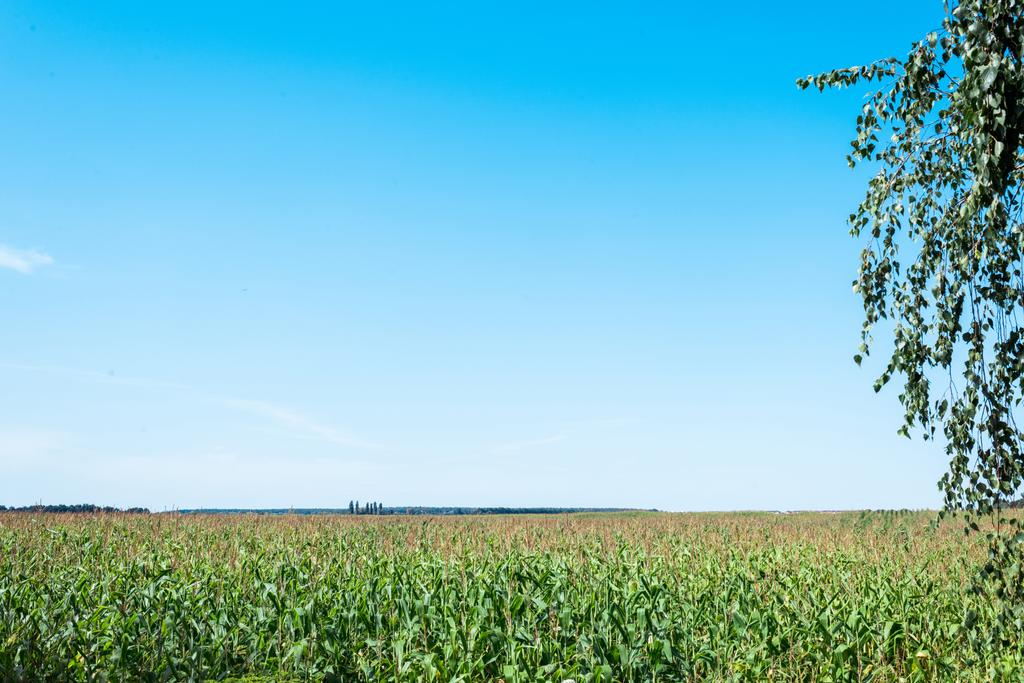 χωράφι καλαμποκιού με πράσινα φρέσκα φύλλα κατά του γαλάζιου ουρανού  - Φωτογραφία, εικόνα