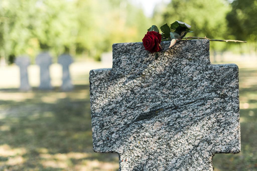 piros rózsa beton sírköve a temetőben  - Fotó, kép