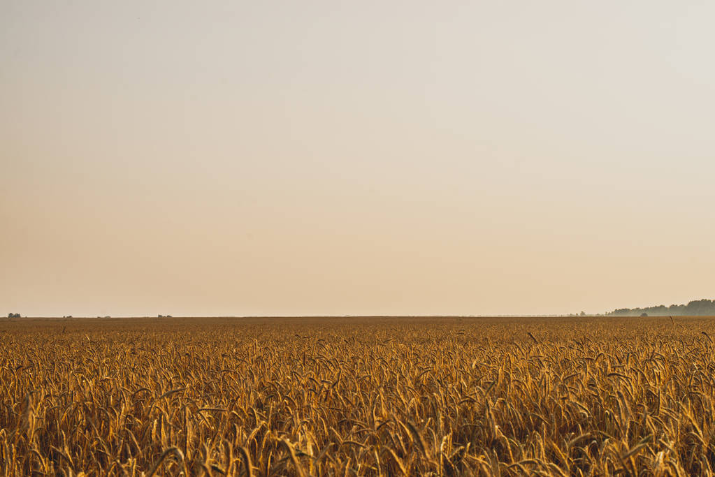 農業の風景。夕日の黄金の光線にライ麦の熟した小菊。夕暮しの美しい自然. - 写真・画像