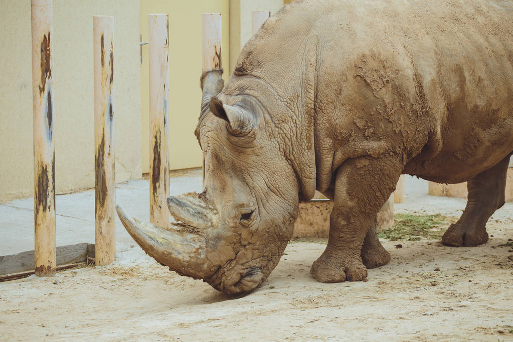 Rhinoceros séta jelenetet. Rhino portré. Rhinoceros Rhino. Rhinoceros Rhino portré - Fotó, kép