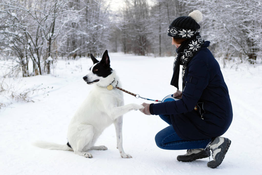 Μεγάλο μαύρο-λευκό σκυλί δίνει ένα πόδι ο ιδιοκτήτης του σε ένα φόντο του χειμώνα χιονισμένο δάσος. - Φωτογραφία, εικόνα