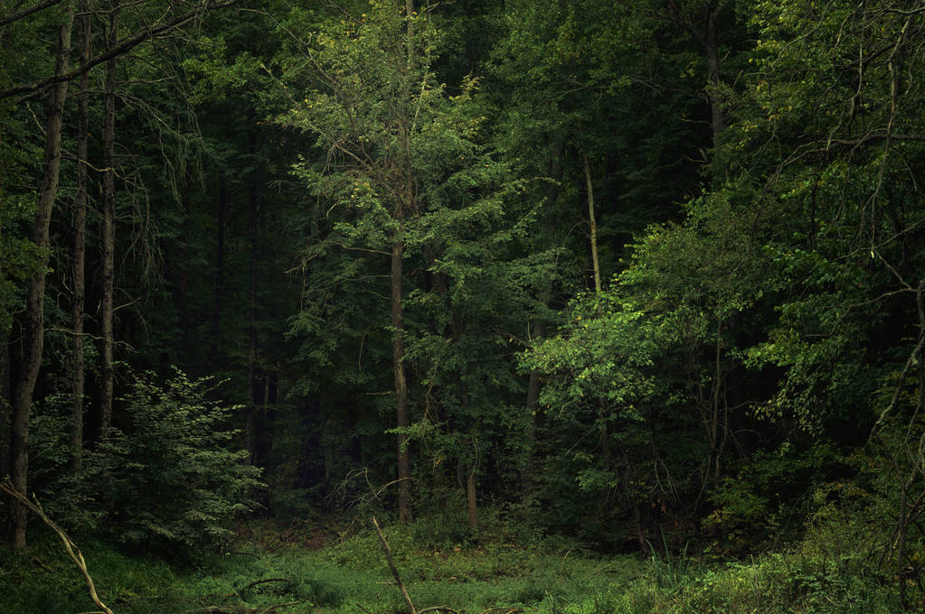 Σκοτεινό ζοφερό στοιχειωμένο δάσος ένα φθινοπωρινό βράδυ. Φοβερό τοπίο στο παραμυθένιο δάσος - Φωτογραφία, εικόνα