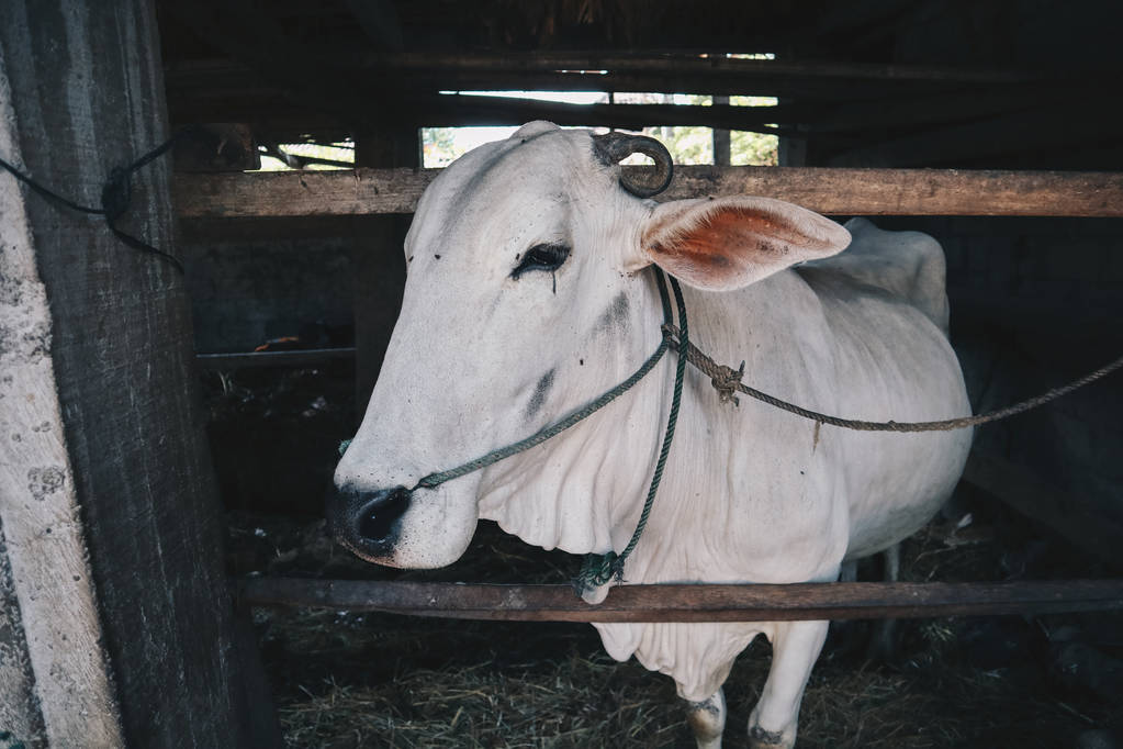 Ongole Ganado cruzado o Vaca Javanesa el ganado más grande de Indonesia en la granja tradicional, Indonesia. Ganadería tradicional
. - Foto, imagen