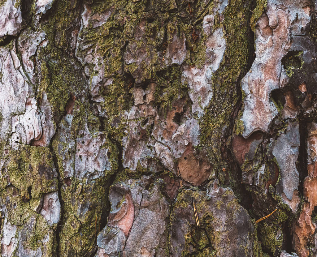 Textura de corteza de pino de cerca
 - Foto, imagen