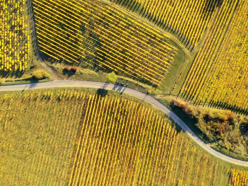 let nad vinici Alsace Francie - Fotografie, Obrázek