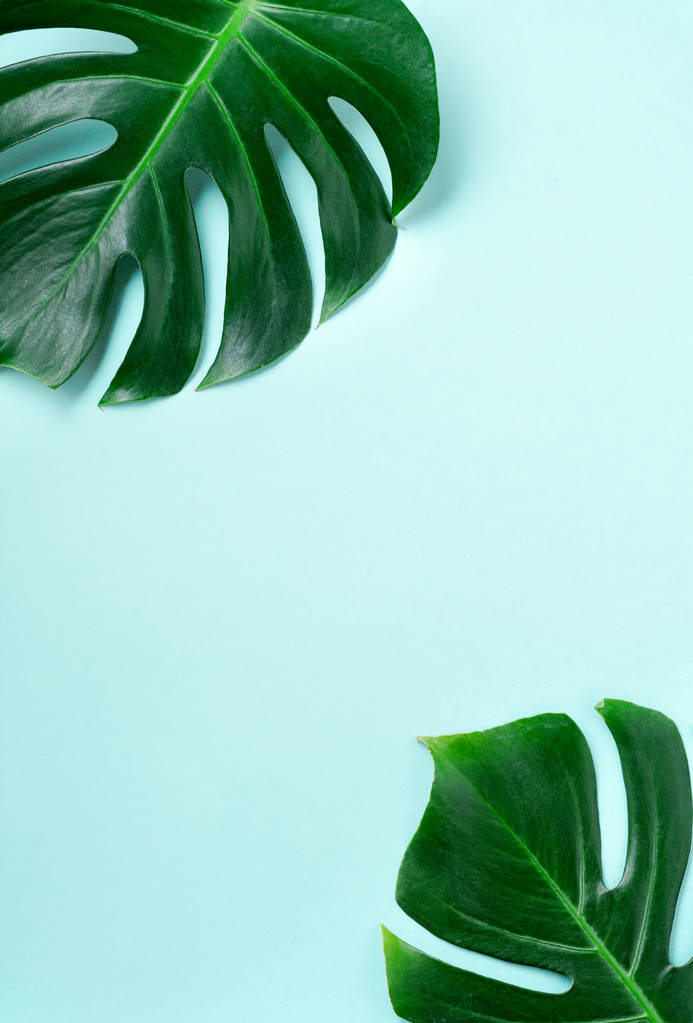 Cornice tropicale in foglia di palma su sfondo blu con spazio di copia. Piatto. Vista dall'alto. Concetto natura estate o primavera
.  - Foto, immagini
