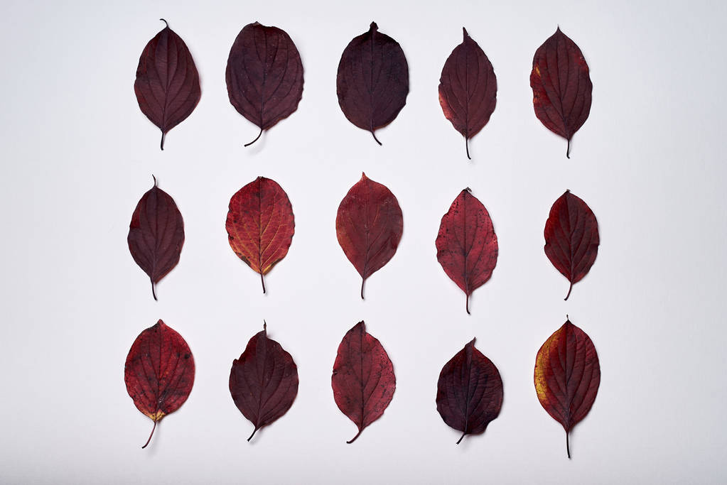 Composición otoñal de hojas rojas de otoño sobre fondo blanco
 - Foto, imagen