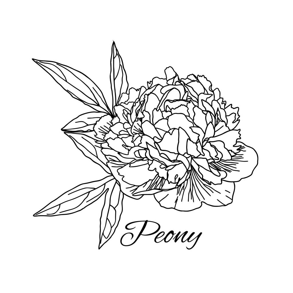 白に隔離されたラインアートスタイルでかわいいピオニーの花. - ベクター画像
