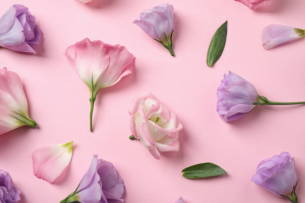 Płaska kompozycja z pięknymi kwiatami Eustoma na różowym tle - Zdjęcie, obraz