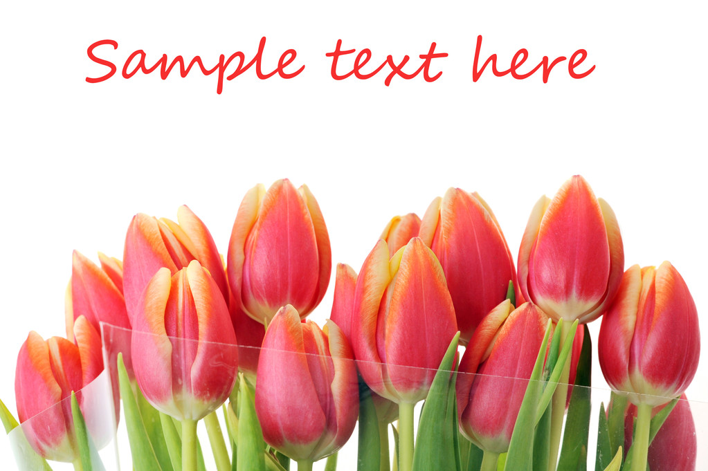 Tulipes rouges
 - Photo, image