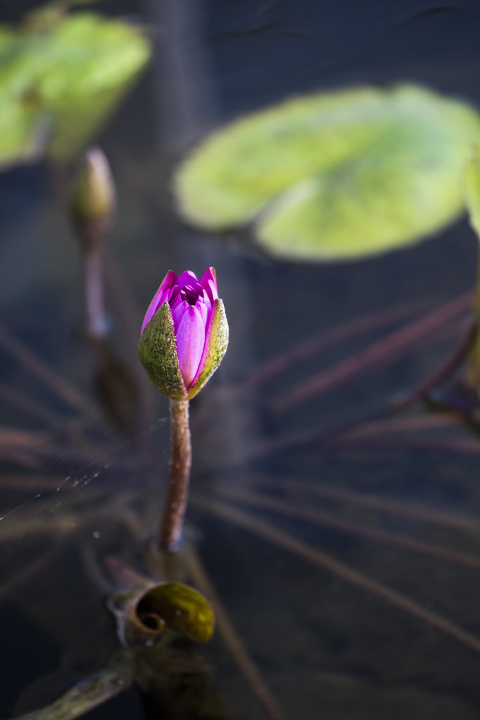 Лотос. Цветок лилии
 - Фото, изображение