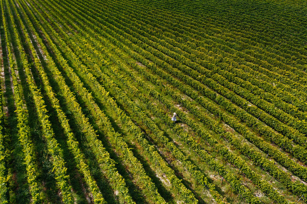 Повітряна думка прекрасної дівчини в капелюсі стоїть на великій плантації виноградника. Жінка Туристична ходьба на тосканських виноградниках в Тоскані, Італія. - Фото, зображення