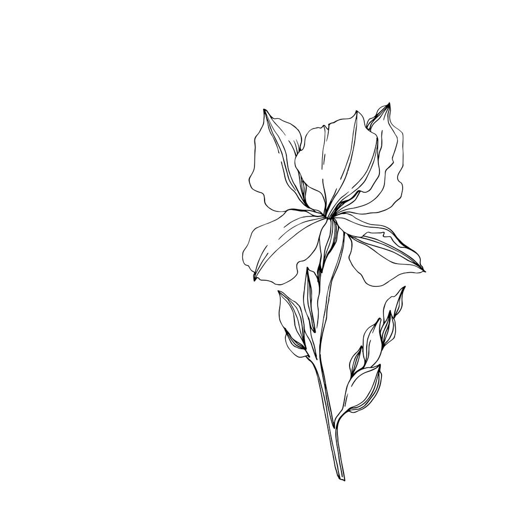 Векторні квіти Ірису. Чорно-біле гравірування чорнила. Ізольовані іриси елемент ілюстрації
. - Вектор, зображення