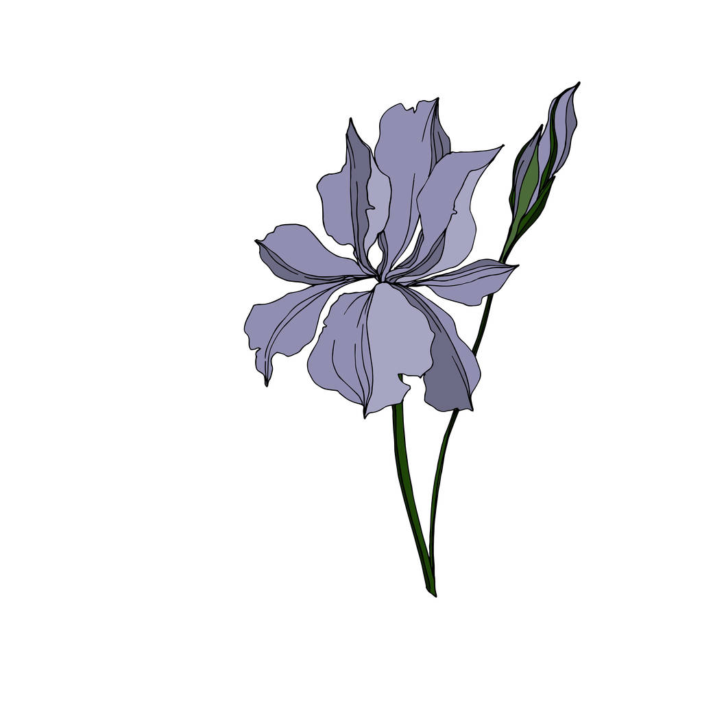 Vector Iris kwiatowe kwiaty botaniczne. Czarno-biała grawerowana sztuka atramentu. Wyizolowany irysses ilustracji element. - Wektor, obraz