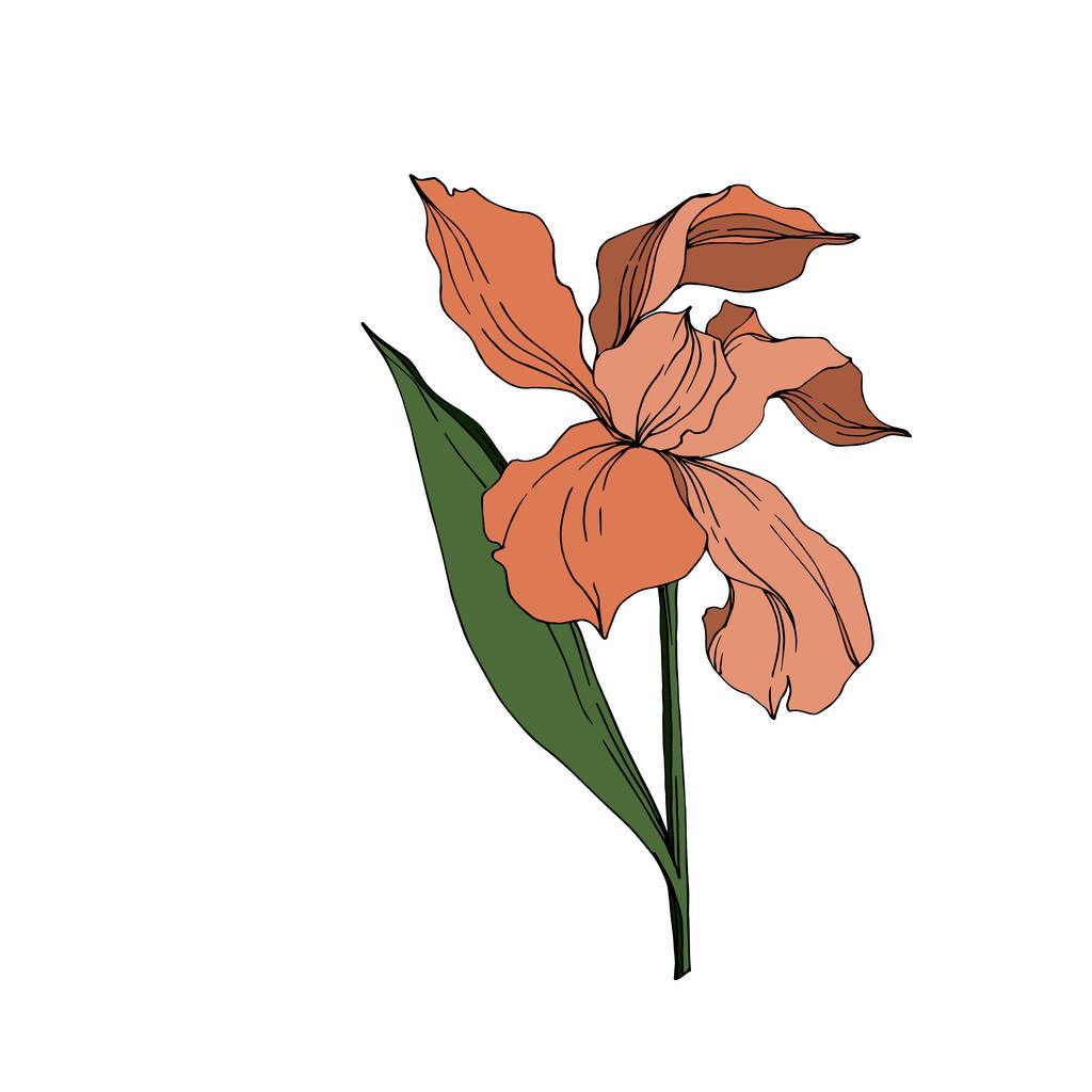 Imagen gráfica vectorial sin royalties de Vector Iris Flores Botánicas  Florales. Flor Silvestre