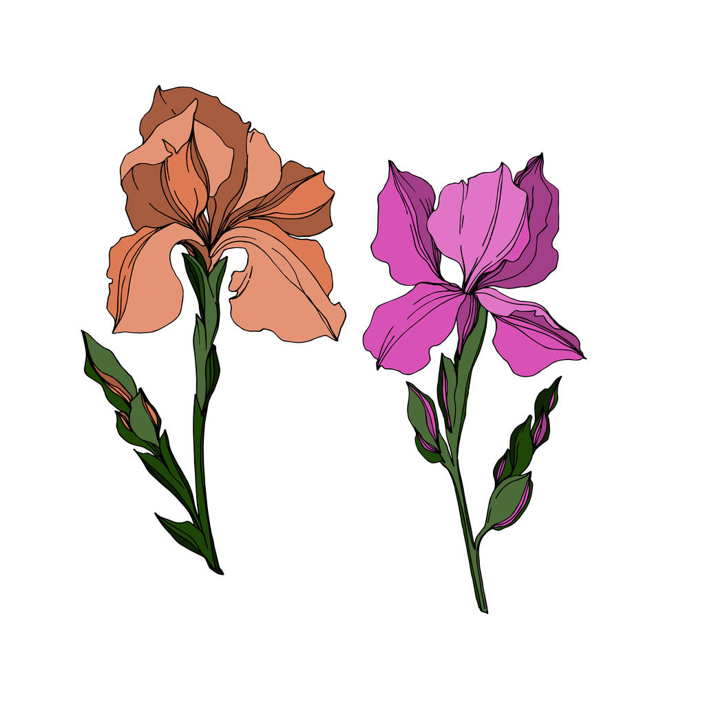 Vector Iris floral botanical flowers. Black and white engraved ink art. Isolated irises illustration element. - Vector, Image