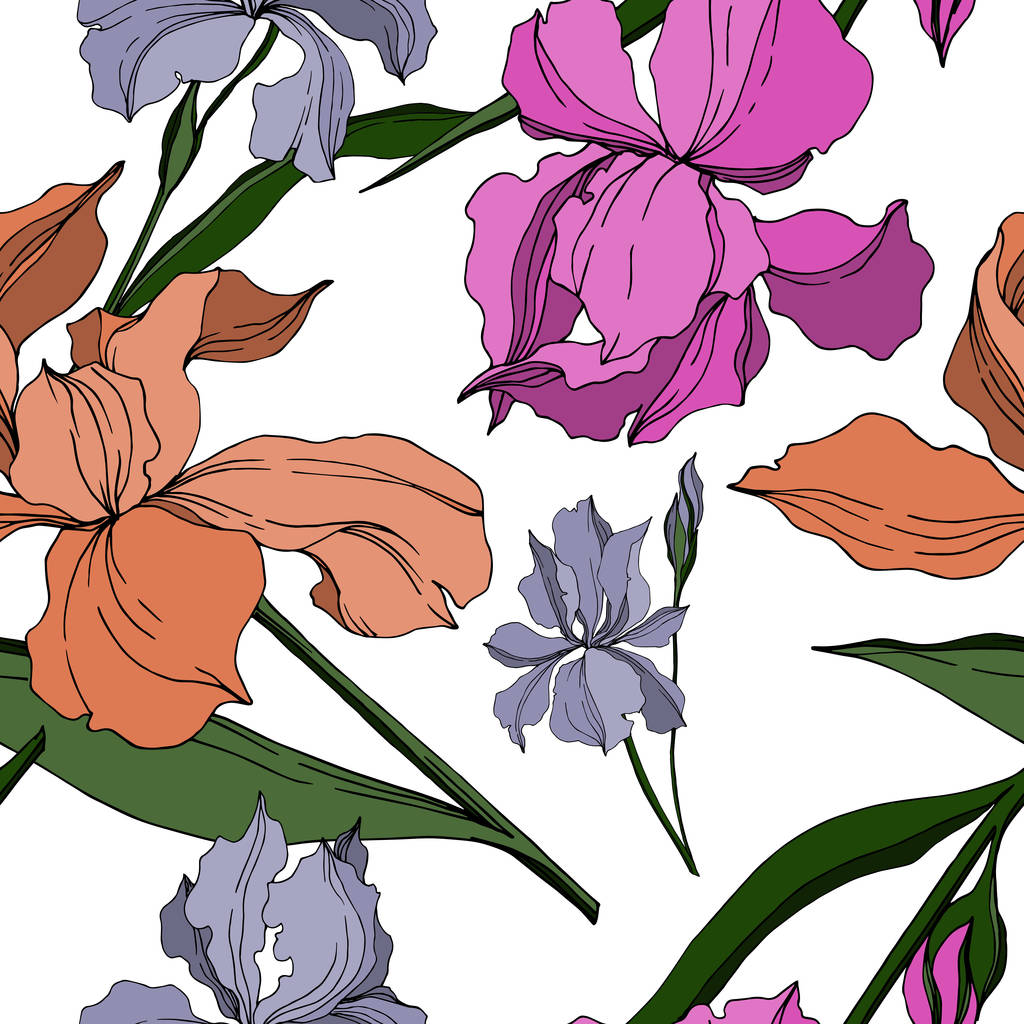 Vector Iris flores botánicas florales. Tinta grabada en blanco y negro. Patrón de fondo sin costuras
. - Vector, imagen