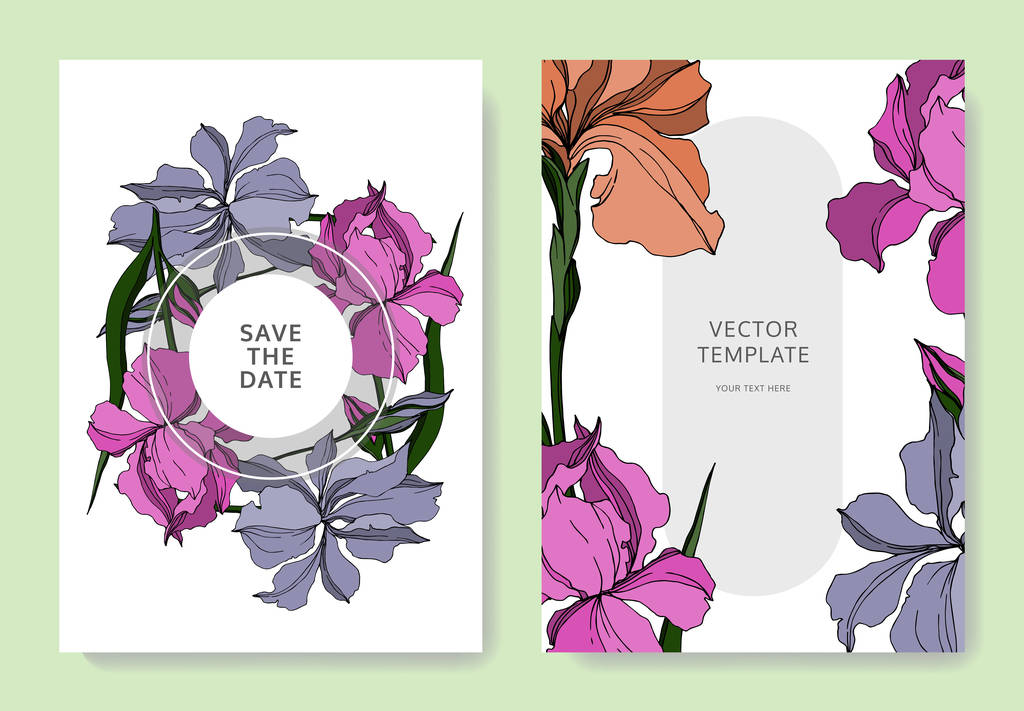 Vektor-Iris florale botanische Blumen. Schwarz-weiß gestochene Tuschekunst. Hochzeit Hintergrund Karte dekorative Grenze. - Vektor, Bild
