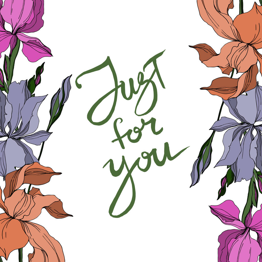 Vektor-Iris florale botanische Blumen. Schwarz-weiß gestochene Tuschekunst. Rahmen Rand Ornament Quadrat. - Vektor, Bild