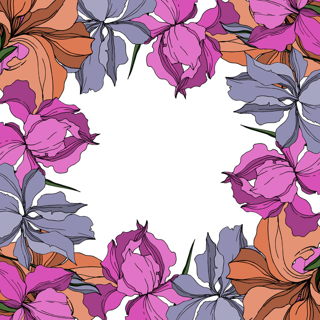 Vector Iris kwiatowe kwiaty botaniczne. Czarno-biała grawerowana sztuka atramentu. Obramowanie ramy ornament kwadrat. - Wektor, obraz