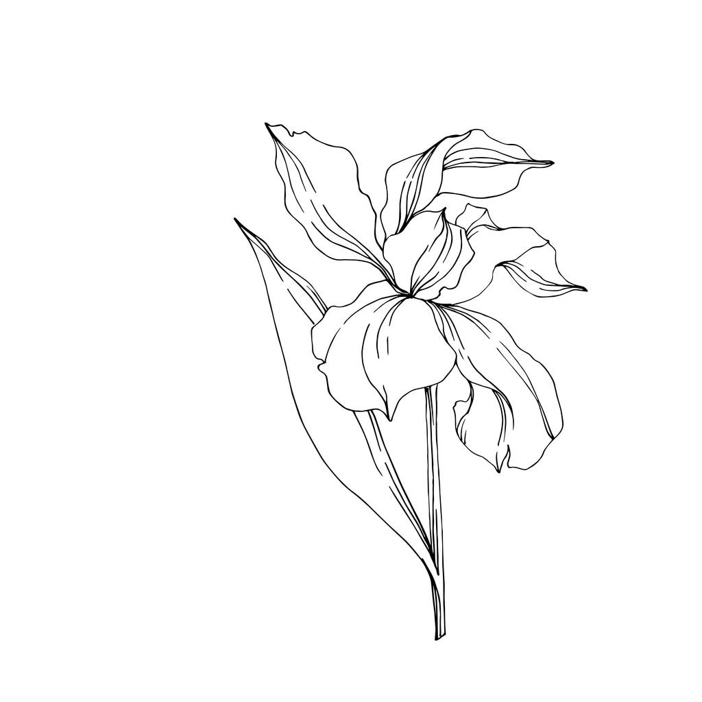 Květinové botanické květy. Černé a bílé ryté inkoustem. Izolovaný prvek – izolovaná kosatce. - Vektor, obrázek