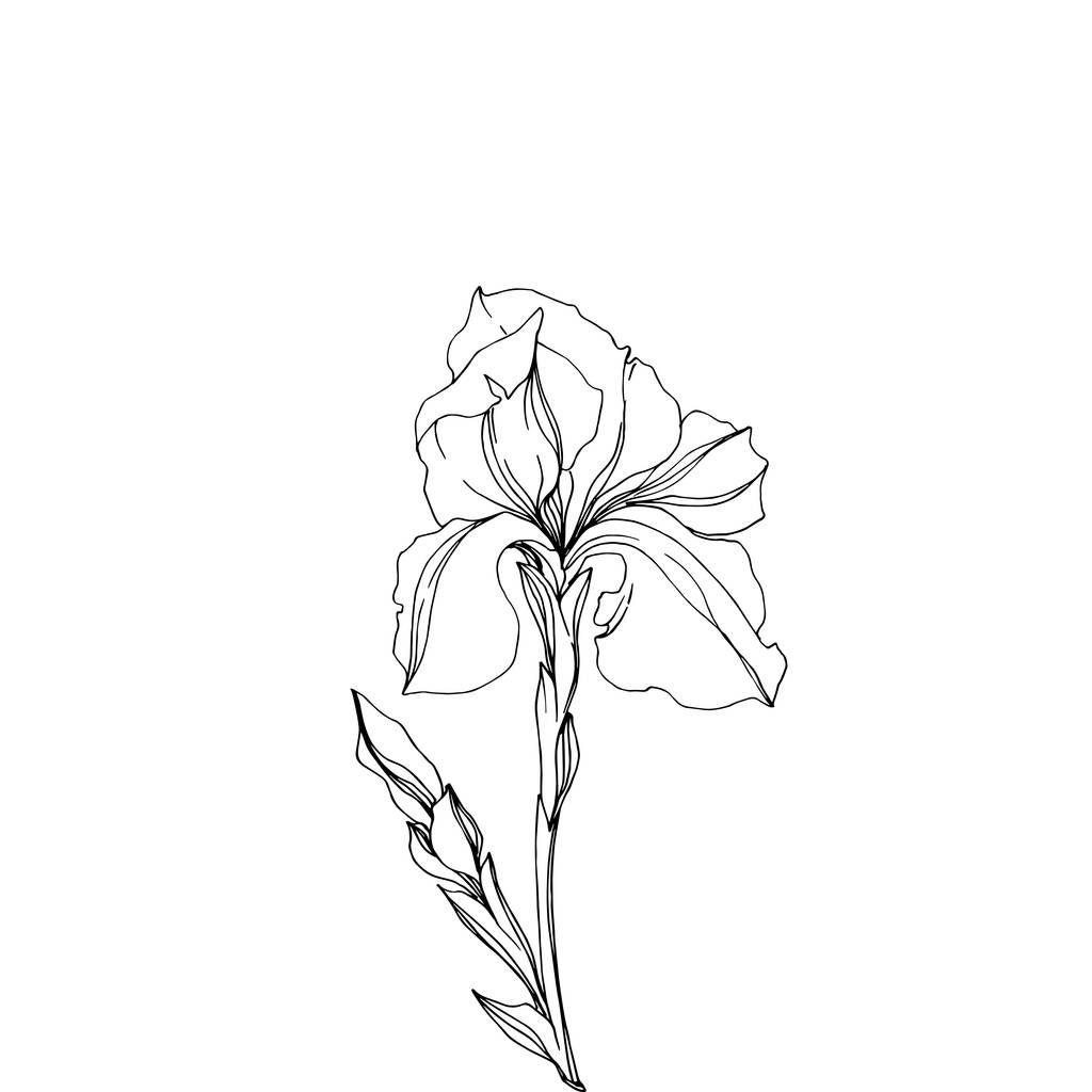 Vector Iris bloemen botanische bloemen. Zwart-wit gegraveerd Ink Art. Geïsoleerde irissen illustratie element. - Vector, afbeelding