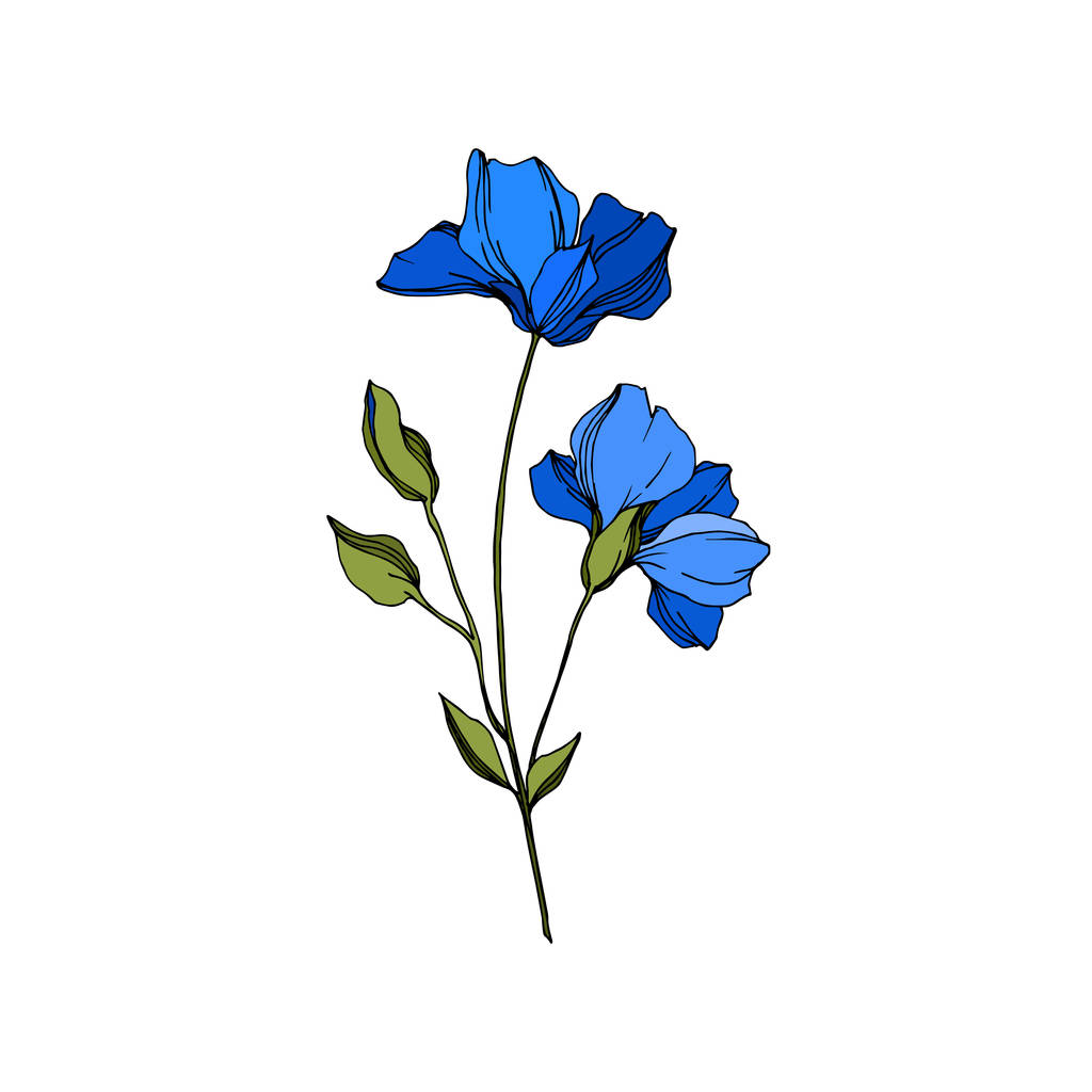 Vektori Flax kukka kasvitieteellinen kukkia. Sinistä ja vihreää kaiverrettua mustetta. Erillinen pellavan kuvituselementti
. - Vektori, kuva