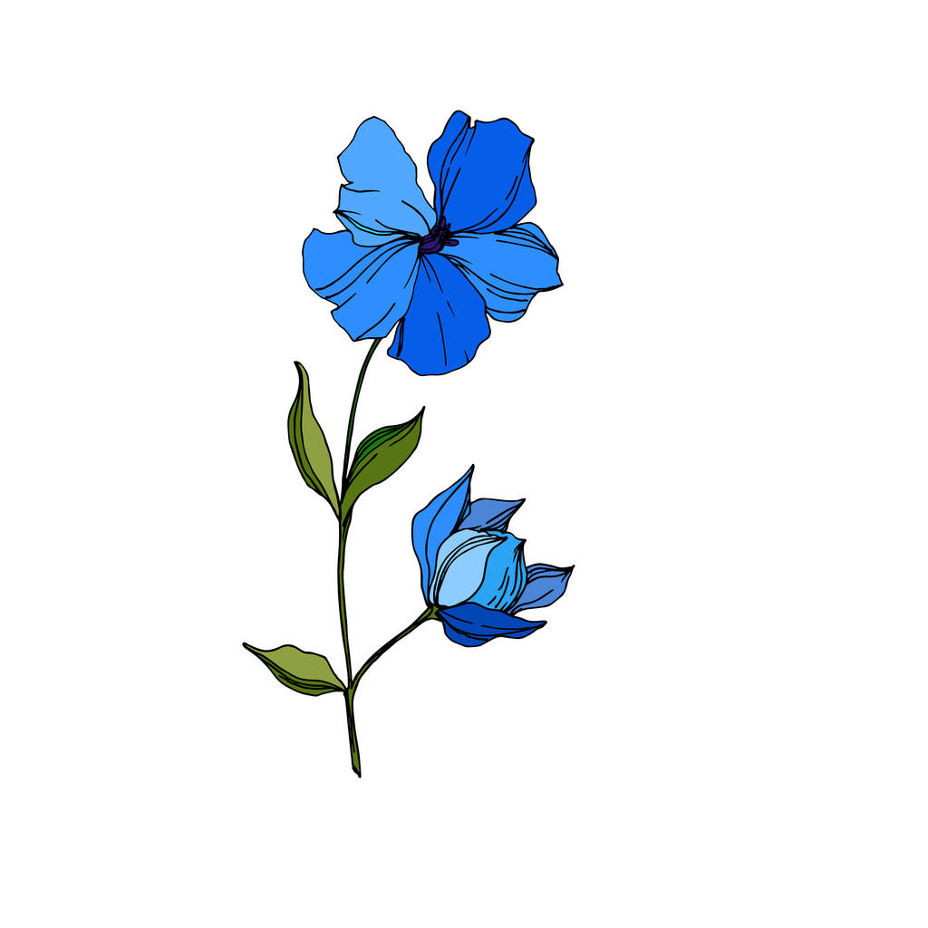 Vector Flax flores botánicas florales. Tinta grabada azul y verde. Elemento aislado de ilustración de lino
. - Vector, imagen