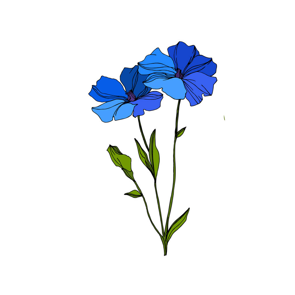 Vektori Flax kukka kasvitieteellinen kukkia. Sinistä ja vihreää kaiverrettua mustetta. Erillinen pellavan kuvituselementti
. - Vektori, kuva