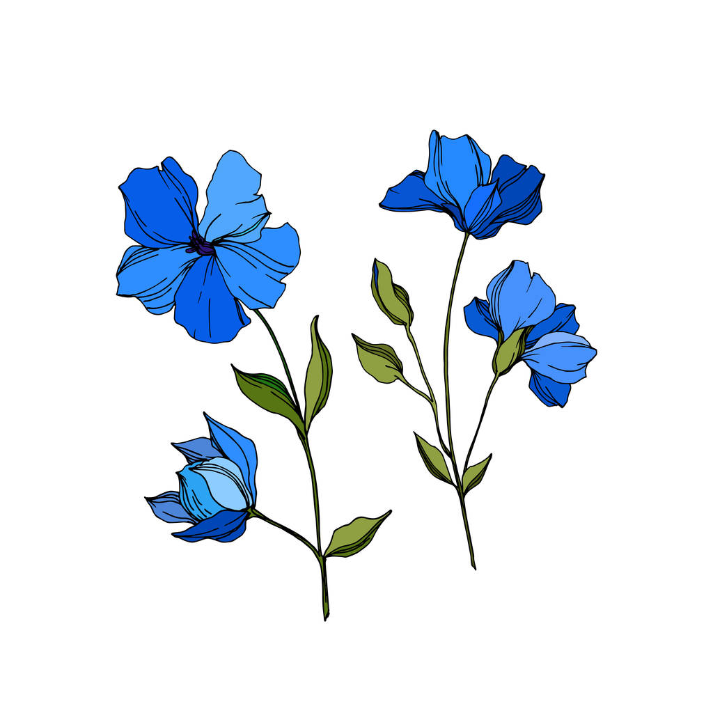 Vector Flax flores botânicas florais. Arte de tinta azul e verde gravada. Elemento de ilustração isolado do linho
. - Vetor, Imagem