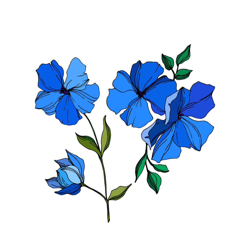 Vector Flax цветочные ботанические цветы. Синие и зеленые гравированные чернила. Изолированный льняной иллюстрационный элемент
. - Вектор,изображение