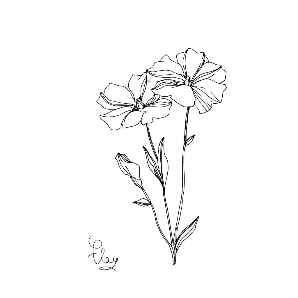 Vecteur Fleurs botaniques florales de lin. Encre gravée en noir et blanc. Élément d'illustration isolé en lin
. - Vecteur, image