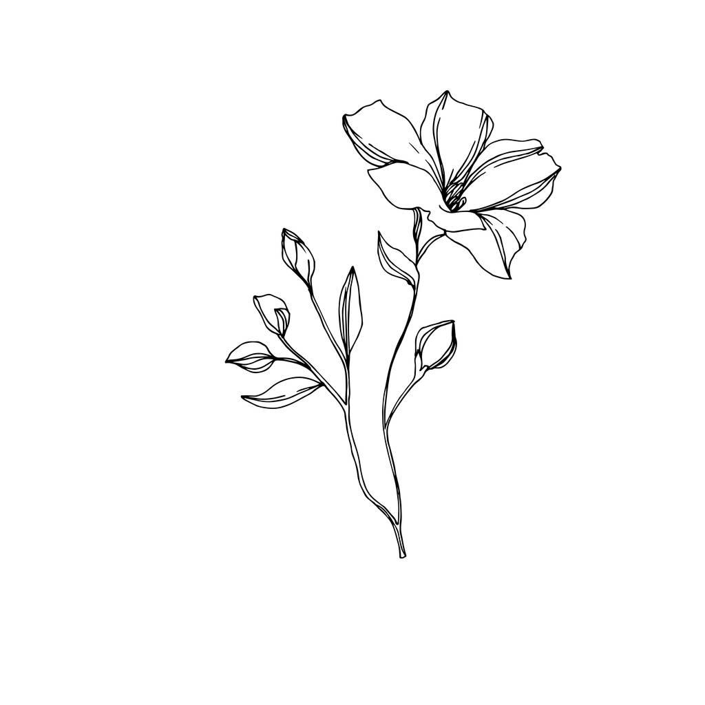 Vektor Flachs florale botanische Blumen. Schwarz-weiß gestochene Tuschekunst. isoliertes Flachs-Illustrationselement. - Vektor, Bild