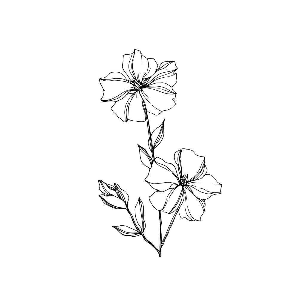 Vektor len virágos botanikai virágok. Fekete-fehér vésett tinta Art. Az elszigetelt len illusztrációs elem. - Vektor, kép